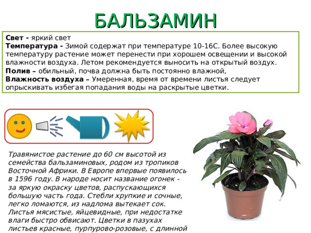 БАЛЬЗАМИН Свет - яркий свет Температура - Зимой содержат при температуре 10-16С. Более высокую температуру растение может перенести при хорошем освещении и высокой влажности воздуха. Летом рекомендуется выносить на открытый воздух. Полив – обильный, почва должна быть постоянно влажной, Влажность воздуха – Умеренная, время от времени листья следует опрыскивать избегая попадания воды на раскрытые цветки. Травянистое растение до 60 см высотой из семейства бальзаминовых, родом из тропиков Восточной Африки. В Европе впервые появилось в 1596 году. В народе носит название огонек - за яркую окраску цветов, распускающихся большую часть года. Стебли хрупкие и сочные, легко ломаются, из надлома вытекает сок. Листья мясистые, яйцевидные, при недостатке влаги быстро обвисают. Цветки в пазухах листьев красные, пурпурово-розовые, с длинной загнутой шпорой.