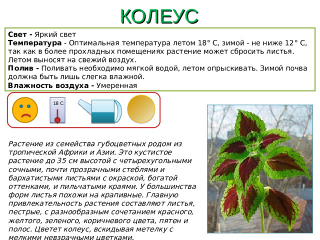КОЛЕУС Свет - Яркий свет Температура - Оптимальная температура летом 18° С, зимой - не ниже 12° С, так как в более прохладных помещениях растение может сбросить листья. Летом выносят на свежий воздух. Полив - Поливать необходимо мягкой водой, летом опрыскивать. Зимой почва должна быть лишь слегка влажной. Влажность воздуха - Умеренная 18 С Растение из семейства губоцветных родом из тропической Африки и Азии. Это кустистое растение до 35 см высотой с четырехугольными сочными, почти прозрачными стеблями и бархатистыми листьями с окраской, богатой оттенками, и пильчатыми краями. У большинства форм листья похожи на крапивные. Главную привлекательность растения составляют листья, пестрые, с разнообразным сочетанием красного, желтого, зеленого, коричневого цвета, пятен и полос. Цветет колеус, вскидывая метелку с мелкими невзрачными цветками.