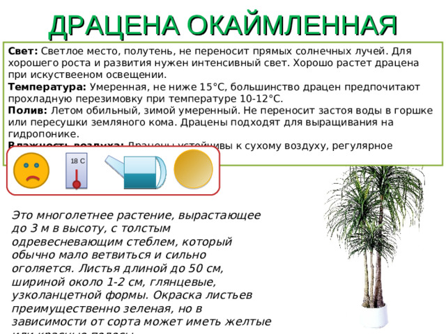 ДРАЦЕНА ОКАЙМЛЕННАЯ Свет: Светлое место, полутень, не переносит прямых солнечных лучей. Для хорошего роста и развития нужен интенсивный свет. Хорошо растет драцена при искуствееном освещении. Температура: Умеренная, не ниже 15°С, большинство драцен предпочитают прохладную перезимовку при температуре 10-12°С. Полив: Летом обильный, зимой умеренный. Не переносит застоя воды в горшке или пересушки земляного кома. Драцены подходят для выращивания на гидропонике. Влажность воздуха: Драцены устойчивы к сухому воздуху, регулярно е опрыскивани е 18 С Это многолетнее растение, вырастающее до 3 м в высоту, с толстым одревесневающим стеблем, который обычно мало ветвиться и сильно оголяется. Листья длиной до 50 см, шириной около 1-2 см, глянцевые, узколанцетной формы. Окраска листьев преимущественно зеленая, но в зависимости от сорта может иметь желтые или красные полосы.