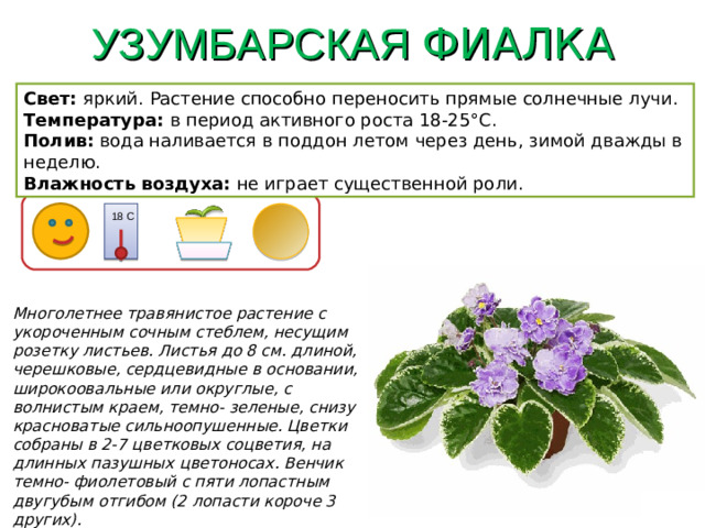 УЗУМБАРСКАЯ ФИАЛКА Свет: яркий. Растение способно переносить прямые солнечные лучи. Температура: в период активного роста 18-25°C. Полив: вода наливается в поддон летом через день, зимой дважды в неделю. Влажность воздуха: не играет существенной роли. 18 С Многолетнее травянистое растение с укороченным сочным стеблем, несущим розетку листьев. Листья до 8 см. длиной, черешковые, сердцевидные в основании, широкоовальные или округлые, с волнистым краем, темно- зеленые, снизу красноватые сильноопушенные. Цветки собраны в 2-7 цветковых соцветия, на длинных пазушных цветоносах. Венчик темно- фиолетовый с пяти лопастным двугубым отгибом (2 лопасти короче 3 других).