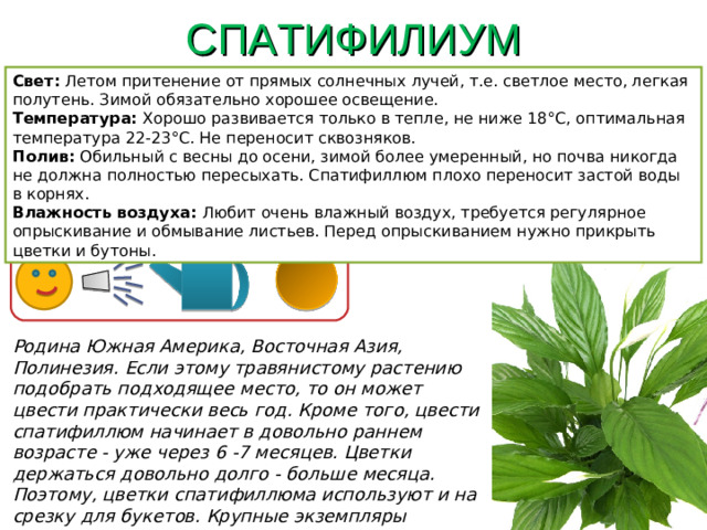 СПАТИФИЛИУМ Свет: Летом притенение от прямых солнечных лучей, т.е. светлое место, легкая полутень. Зимой обязательно хорошее освещение. Температура: Хорошо развивается только в тепле, не ниже 18°C, оптимальная температура 22-23°C. Не переносит сквозняков. Полив: Обильный с весны до осени, зимой более умеренный, но почва никогда не должна полностью пересыхать. Спатифиллюм плохо переносит застой воды в корнях. Влажность воздуха: Любит очень влажный воздух, требуется регулярное опрыскивание и обмывание листьев. Перед опрыскиванием нужно прикрыть цветки и бутоны. Родина Южная Америка, Восточная Азия, Полинезия. Если этому травянистому растению подобрать подходящее место, то он может цвести практически весь год. Кроме того, цвести спатифиллюм начинает в довольно раннем возрасте - уже через 6 -7 месяцев. Цветки держаться довольно долго - больше месяца. Поэтому, цветки спатифиллюма используют и на срезку для букетов. Крупные экземпляры выращивают в кадках.