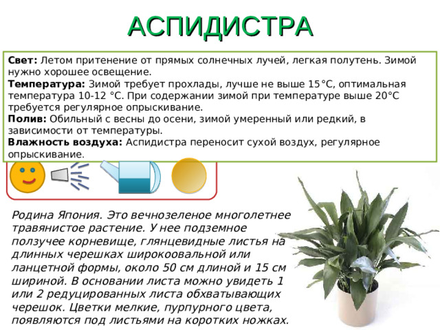АСПИДИСТРА Свет: Летом притенение от прямых солнечных лучей, легкая полутень. Зимой нужно хорошее освещение. Температура: Зимой требует прохлады, лучше не выше 15°C, оптимальная температура 10-12 °C. При содержании зимой при температуре выше 20°C требуется регулярное опрыскивание. Полив: Обильный с весны до осени, зимой умеренный или редкий, в зависимости от температуры. Влажность воздуха: Аспидистра переносит сухой воздух, регулярное опрыскивание . Родина Япония. Это вечнозеленое многолетнее травянистое растение. У нее подземное ползучее корневище, глянцевидные листья на длинных черешках широкоовальной или ланцетной формы, около 50 см длиной и 15 см шириной. В основании листа можно увидеть 1 или 2 редуцированных листа обхватывающих черешок. Цветки мелкие, пурпурного цвета, появляются под листьями на коротких ножках.