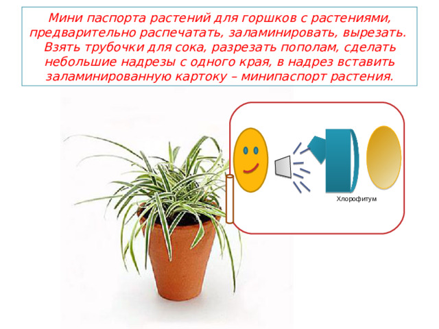 Мини паспорта растений для горшков с растениями, предварительно распечатать, заламинировать, вырезать.  Взять трубочки для сока, разрезать пополам, сделать небольшие надрезы с одного края, в надрез вставить заламинированную картоку – минипаспорт растения. Хлорофитум