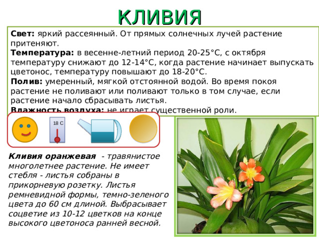 КЛИВИЯ Свет: яркий рассеянный. От прямых солнечных лучей растение притеняют. Температура: в весенне-летний период  20-25°C, с октября температуру снижают до 12-14°C, когда растение начинает выпускать цветонос, температуру повышают до 18-20°C. Полив: умеренный, мягкой отстоянной водой. Во время покоя растение не поливают или поливают только в том случае, если растение начало сбрасывать листья. Влажность воздуха: не играет существенной роли. 18 С Кливия оранжевая - травянистое многолетнее растение. Не имеет стебля - листья собраны в прикорневую розетку. Листья ремневидной формы, темно-зеленого цвета до 60 см длиной. Выбрасывает соцветие из 10-12 цветков на конце высокого цветоноса ранней весной.