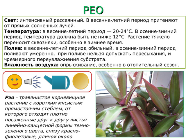 РЕО Свет: интенсивный рассеянный. В весенне-летний период притеняют от прямых солнечных лучей. Температура: в весенне-летний период — 20-24°С. В осенне-зимний период температура должна быть не ниже 12°С. Растение тяжело переносит сквозняки, особенно в зимнее время. Полив: в весенне-летний период обильный, в осенне-зимний период поливают умеренно, при поливе нельзя допускать пересыхания, и чрезмерного переувлажнения субстрата. Влажность воздуха: опрыскивание, особенно в отопительный сезон. Рэо - травянистое корневищное растение с коротким мясистым прямостоячим стеблем, от которого отходят плотно посаженные друг к другу листья линейно-ланцетной формы темно-зеленого цвета, снизу красно-фиолетовые, длиной около  30 см.