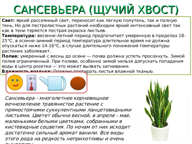 САНСЕВЬЕРА (ЩУЧИЙ ХВОСТ) Свет: яркий рассеянный свет, переносит как легкую полутень, так и полную тень. Но для пестролистных растений необходим яркий интенсивный свет так как в тени теряется пестрая окраска листьев. Температура: весенне-летний период предпочитает умеренную в пределах 18-25°С, в осенне-зимний период температура длительное время не должна опускаться ниже 14-16°С, в случае длительного понижения температуры растение заболевает. Полив: умеренный с весны до осени — почва должна успеть просохнуть. Зимой полив ограниченный. При поливе, особенно зимой нельзя допускать попадания воды в центр розетки — это может вызвать загнивание. Влажность воздуха: Полезно протирать листья влажной тканью. 18 С Сансевьера - многолетнее корневищное вечнозеленое травянистое растение с прямостоячими суккулентными ланцетовидными листьями. Цветет обычно весной, в апреле - мае, маленькими белыми цветками, собранными в кистевидные соцветия. По ночам от них исходит достаточно сильный аромат ванили. Все виды этого рода на редкость неприхотливы и очень выносливы.
