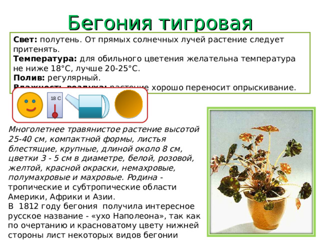 Бегония тигровая Свет: полутень. От прямых солнечных лучей растение следует притенять. Температура: для обильного цветения желательна температура не ниже 18°C, лучше 20-25°C. Полив: регулярный. Влажность воздуха: растение хорошо переносит опрыскивание. 18 С Многолетнее травянистое растение высотой 25-40 см, компактной формы, листья блестящие, крупные, длиной около 8 см, цветки 3 - 5 см в диаметре, белой, розовой, желтой, красной окраски, немахровые, полумахровые и махровые. Родина - тропические и субтропические области Америки, Африки и Азии. В 1812 году бегония получила интересное русское название - «ухо Наполеона», так как по очертанию и красноватому цвету нижней стороны лист некоторых видов бегонии действительно похож на большое отмороженное ухо.