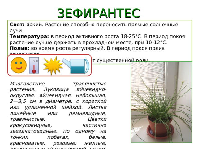 ЗЕФИРАНТЕС Свет: яркий. Растение способно переносить прямые солнечные лучи. Температура: в период активного роста 18-25°C. В период покоя растение лучше держать в прохладном месте, при 10-12°C. Полив: во время роста регулярный. В период покоя полив сокращают. Влажность воздуха: не играет существенной роли. 18 С Многолетние травянистые растения. Луковица яйцевидно-округлая, яйцевидная, небольшая, 2—3,5 см в диаметре, с короткой или удлиненной шейкой. Листья линейные или ремневидные, травянистые. Цветки крокусовидные, частично звездчатовидные, по одному на тонких побегах, белые, красноватые, розовые, желтые, двухцветные. Цветет весной, летом, зимой.