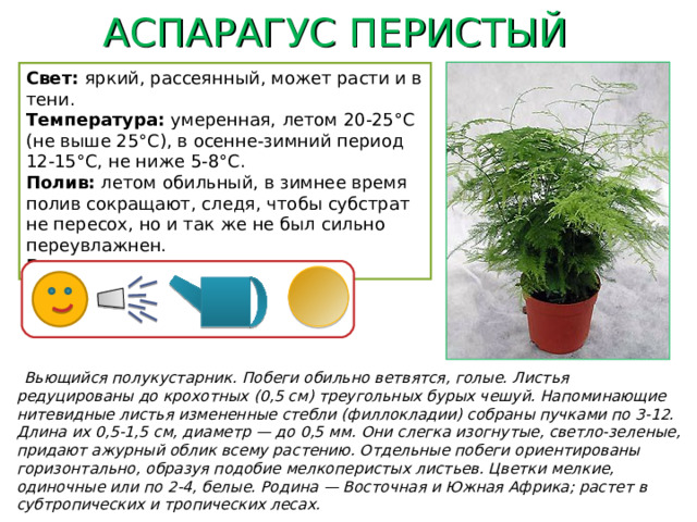 АСПАРАГУС ПЕРИСТЫЙ Свет: яркий, рассеянный, может расти и в тени. Температура: умеренная,  летом 20-25°C (не выше 25°С), в осенне-зимний период 12-15°С, не ниже 5-8°С. Полив: летом обильный, в зимнее время полив сокращают, следя, чтобы субстрат не пересох, но и так же не был сильно переувлажнен. Влажность воздуха: высокая.  Вьющийся полукустарник. Побеги обильно ветвятся, голые. Листья редуцированы до крохотных (0,5 см) треугольных бурых чешуй. Напоминающие нитевидные листья измененные стебли (филлокладии) собраны пучками по 3-12. Длина их 0,5-1,5 см, диаметр — до 0,5 мм. Они слегка изогнутые, светло-зеленые, придают ажурный облик всему растению. Отдельные побеги ориентированы горизонтально, образуя подобие мелкоперистых листьев. Цветки мелкие, одиночные или по 2-4, белые. Родина — Восточная и Южная Африка; растет в субтропических и тропических лесах.