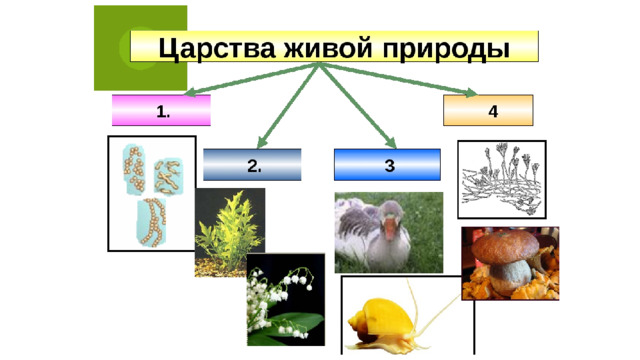 Царства и свойства живых организмов