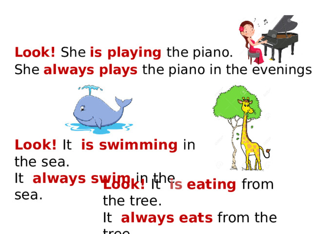 Look! She is playing the piano.  She always  plays the piano in the evenings . Look! It is swimming in the sea.  It always swim in the sea. Look! It is  eating from the tree.  It always eats from the tree.