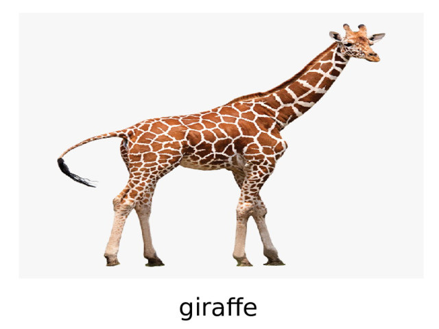 giraffe