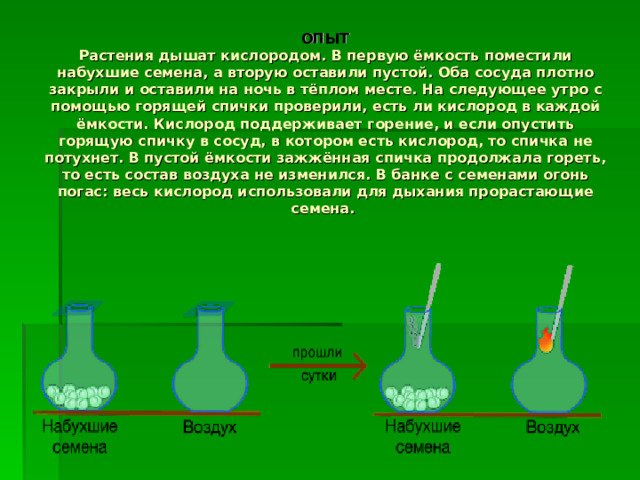 ОПЫТ  Растения дышат кислородом. В первую ёмкость поместили набухшие семена, а вторую оставили пустой. Оба сосуда плотно закрыли и оставили на ночь в тёплом месте. На следующее утро с помощью горящей спички проверили, есть ли кислород в каждой ёмкости. Кислород поддерживает горение, и если опустить горящую спичку в сосуд, в котором есть кислород, то спичка не потухнет. В пустой ёмкости зажжённая спичка продолжала гореть, то есть состав воздуха не изменился. В банке с семенами огонь погас: весь кислород использовали для дыхания прорастающие семена. 