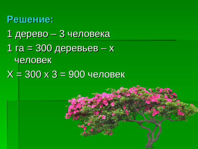Решение: 1 дерево – 3 человека 1 га = 300 деревьев – х человек Х = 300 х 3 = 900 человек