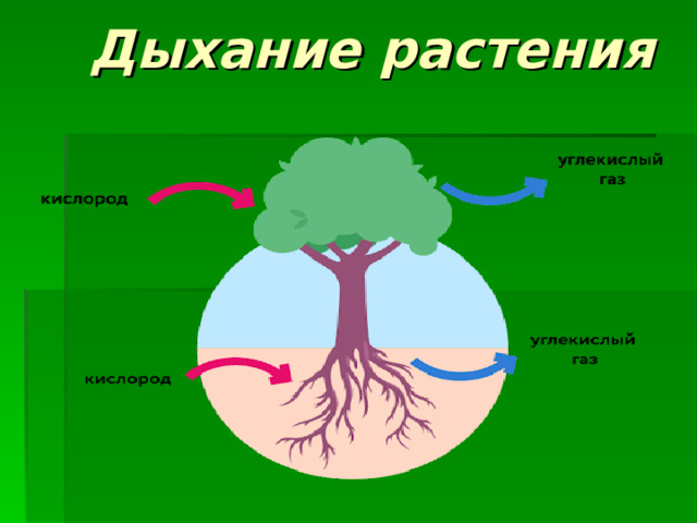 Дыхание растения
