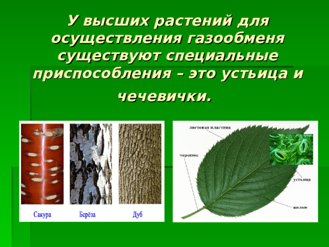 У высших растений для осуществления газообменя существуют специальные приспособления – это устьица и чечевички.