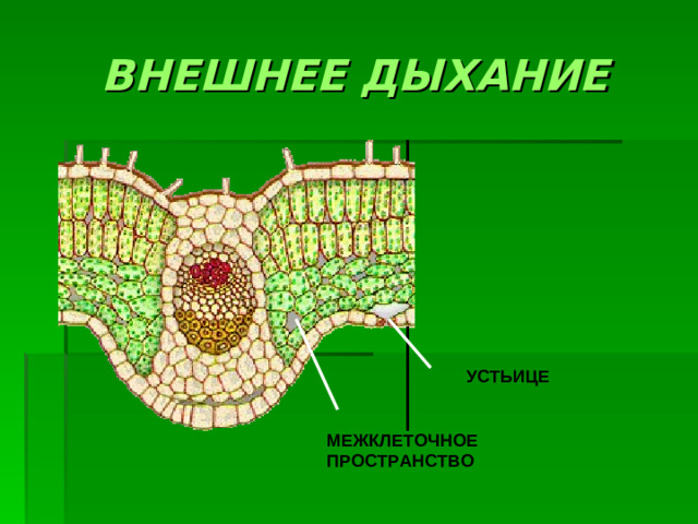 ВНЕШНЕЕ ДЫХАНИЕ УСТЬИЦЕ МЕЖКЛЕТОЧНОЕ ПРОСТРАНСТВО