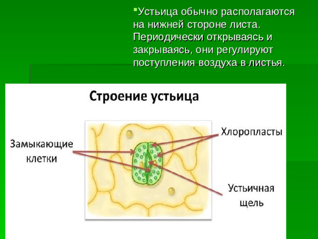 Устьица обычно располагаются на нижней стороне листа. Периодически открываясь и закрываясь, они регулируют поступления воздуха в листья.