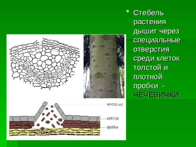 Стебель растения дышит через специальные отверстия среди клеток толстой и плотной пробки - ЧЕЧЕВИЧКИ.
