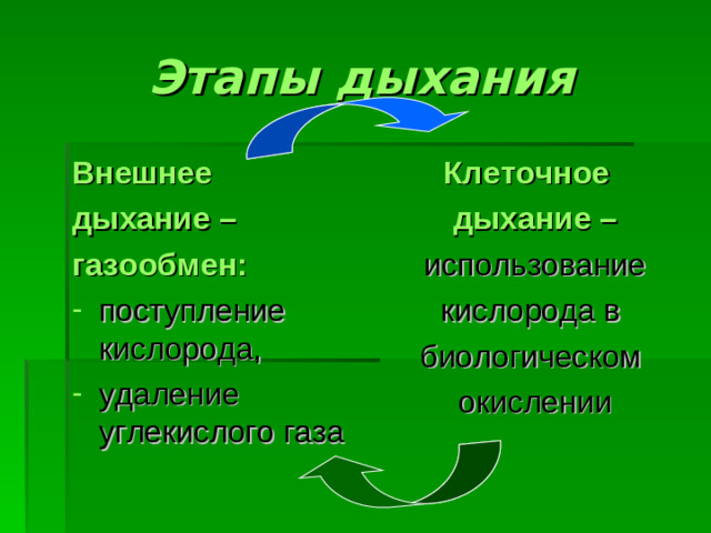 Этапы дыхания Внешнее дыхание –  газообмен:  Клеточное дыхание – использование кислорода в биологическом окислении