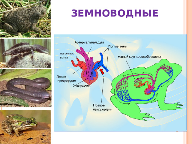 ЗЕМНОВОДНЫЕ