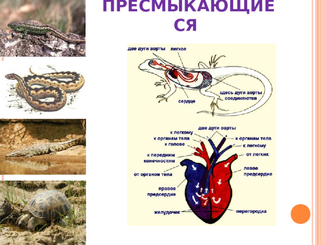 ПРЕСМЫКАЮЩИЕСЯ