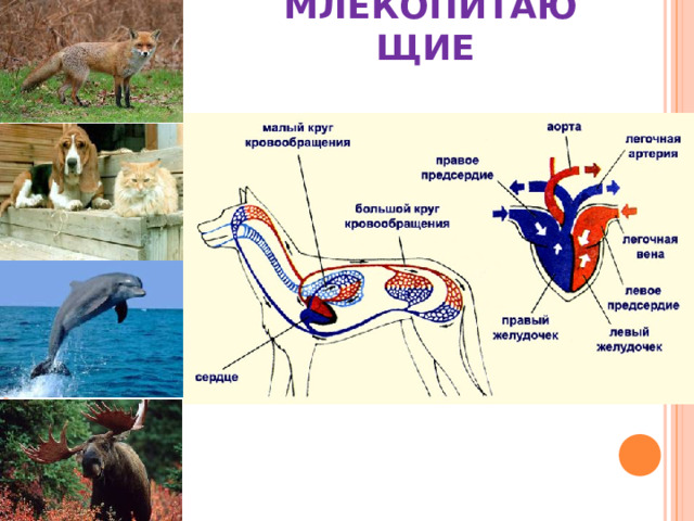 МЛЕКОПИТАЮЩИЕ