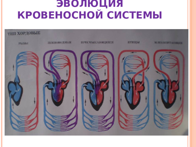 ЭВОЛЮЦИЯ КРОВЕНОСНОЙ СИСТЕМЫ