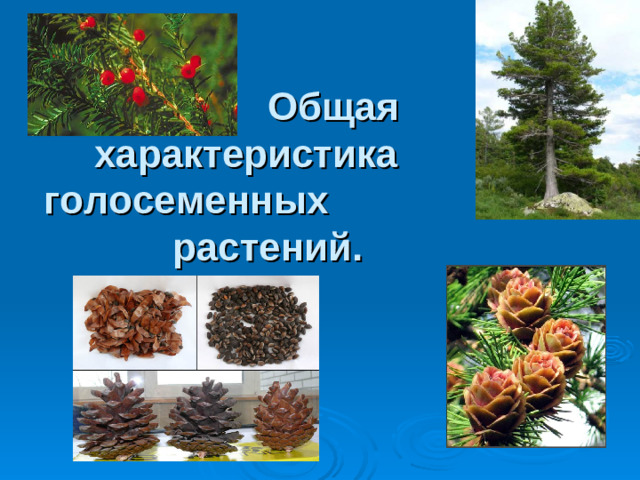 Общая характеристика голосеменных растений.