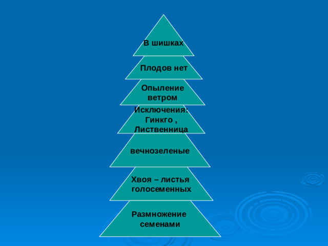 Плодов нет Опыление ветром Исключения: Гинкго , Лиственница вечнозеленые Хвоя – листья голосеменных Размножение семенами В шишках