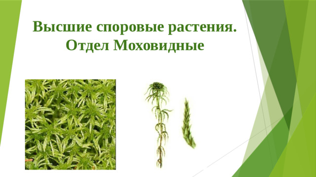 Высшие споровые растения. Отдел Моховидные
