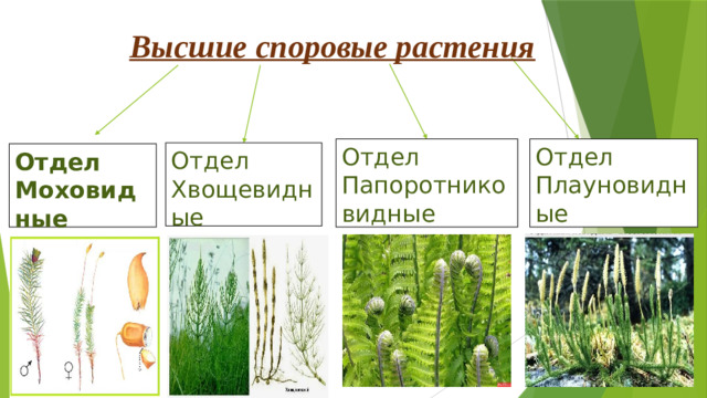 Высшие споровые растения Отдел Папоротниковидные Отдел Плауновидные Отдел Хвощевидные Отдел Моховидные