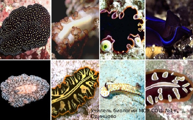 Училель биологии МОУ СОШ №1 г. Одинцово Карагулян О.В.
