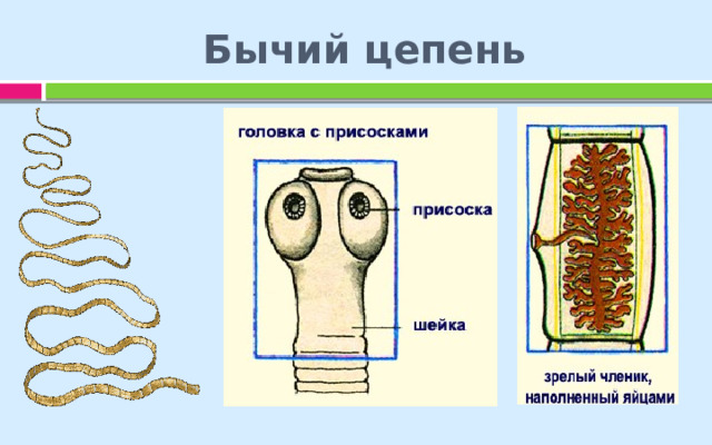 Бычий  цепень