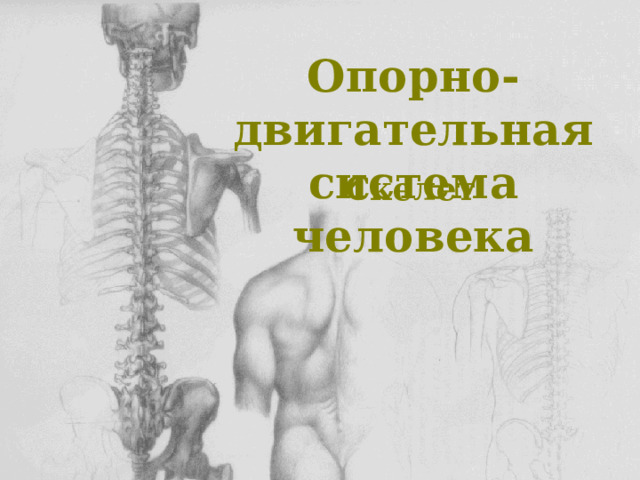 Опорно-двигательная система человека Скелет