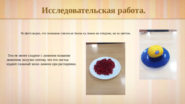 Исследовательская работа.  На фото видно, что лимонник совсем не похож на лимон ни плодами, ни их цветом.   Тем не менее сходное с лимоном название лимонник получил потому, что его листья издают сильный запах лимона при растирании.