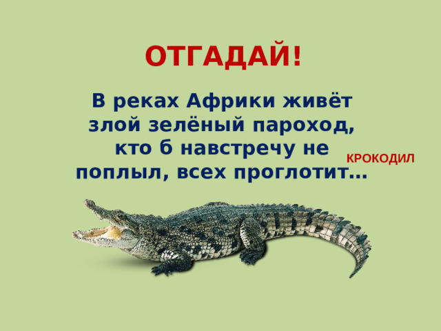 ОТГАДАЙ! В реках Африки живёт злой зелёный пароход, кто б навстречу не поплыл, всех проглотит… КРОКОДИЛ
