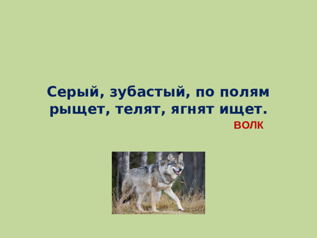 Серый, зубастый, по полям рыщет, телят, ягнят ищет. ВОЛК