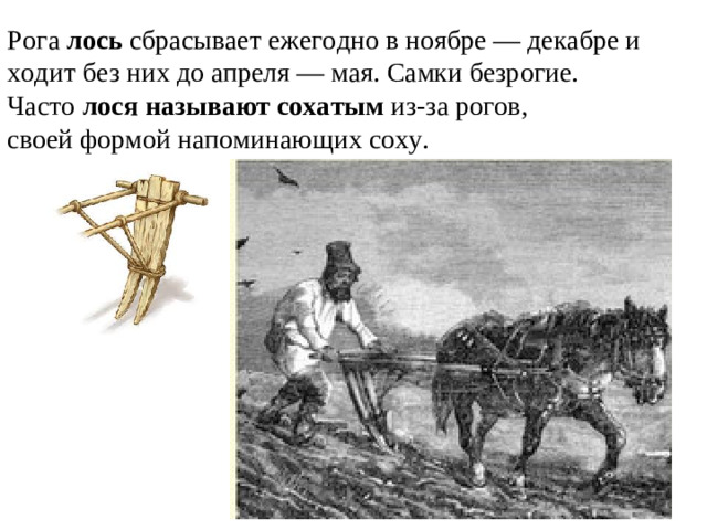 Рога  лось  сбрасывает ежегодно в ноябре — декабре и ходит без них до апреля — мая. Самки безрогие. Часто  лося называют сохатым  из-за рогов, своей формой напоминающих соху.