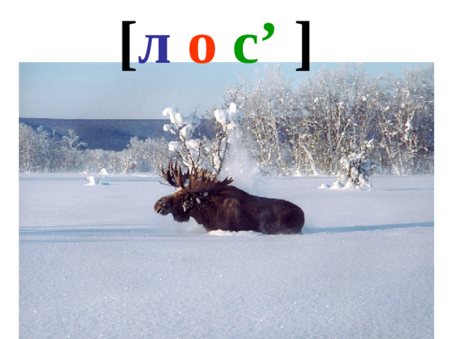 [ л  о  с’ ]