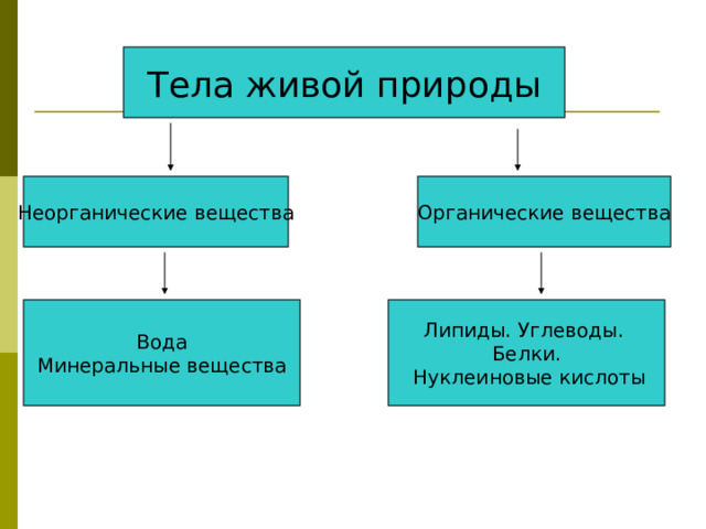 Тела живой природы Неорганические вещества Органические вещества Вода Минеральные вещества Липиды. Углеводы. Белки.  Нуклеиновые кислоты