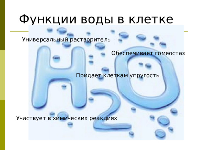 Функции воды в клетке Универсальный растворитель Обеспечивает гомеостаз  Придает клеткам упругость  Участвует в химических реакциях