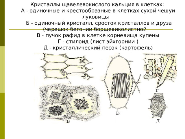 Кристаллы щавелевокислого кальция в клетках: А - одиночные и крестообразные в клетках сухой чешуи луковицы  Б - одиночный кристалл, сросток кристаллов и друза (черешок бегонии борщевиколистной В - пучок рафид в клетке корневища купены Г - стилоид (лист эйхгорнии ) Д - кристаллический песок (картофель )