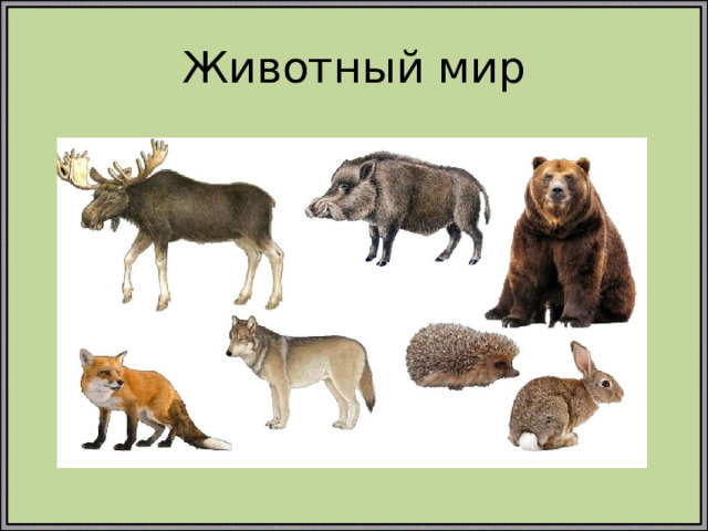 Животный мир