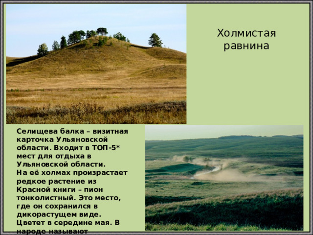 Холмистая равнина Селищева балка – визитная карточка Ульяновской области. Входит в ТОП-5* мест для отдыха в Ульяновской области.  На её холмах произрастает редкое растение из Красной книги – пион тонколистный. Это место, где он сохранился в дикорастущем виде. Цветет в середине мая. В народе называют лазорькой.