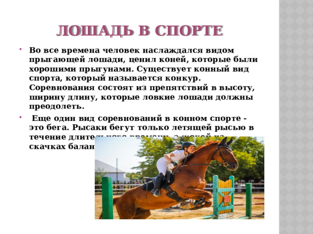 лошадь в спорте