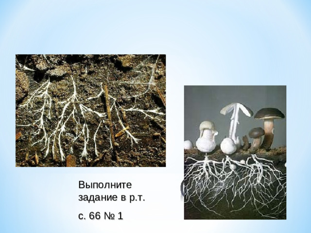 Выполните задание в р.т. с. 66 № 1 Выполните задание в р.т. с. 66 № 1 Выполните задание в р.т. с. 66 № 1 Выполните задание в р.т. с. 66 № 1 Выполните задание в р.т. с. 66 № 1