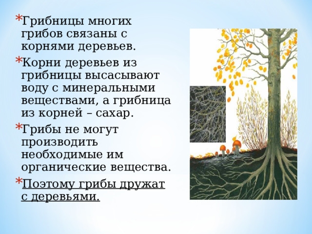 Грибницы многих грибов связаны с корнями деревьев. Корни деревьев из грибницы высасывают воду с минеральными веществами, а грибница из корней – сахар. Грибы не могут производить необходимые им органические вещества. Поэтому грибы дружат с деревьями.