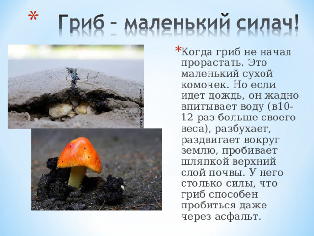 Когда гриб не начал прорастать. Это маленький сухой комочек. Но если идет дождь, он жадно впитывает воду (в10-12 раз больше своего веса), разбухает, раздвигает вокруг землю, пробивает шляпкой верхний слой почвы. У него столько силы, что гриб способен пробиться даже через асфальт.