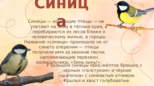 Синица Синицы — кочующие птицы — не улетают на зиму в тёплые края, а перебираются из лесов ближе к человеческому жилью, в города. Название «синица» произошло не от синего оперения — птицы получили имя за звонкие песни, напоминающие перезвон колокольчика: «Зинь-зинь!». У большой синицы ярко-жёлтое брюшко с чёрным «галстуком» и чёрная «шапочка» с синеватым отливом. Крылья и хвост голубоватые.